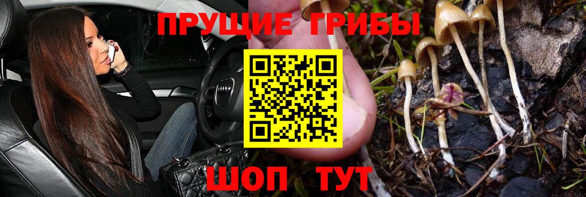 Галлюциногенные грибы Psilocybe  Вход с VPN  Псилоцибиновые грибы Psilocybine cubensis  Кудрово 